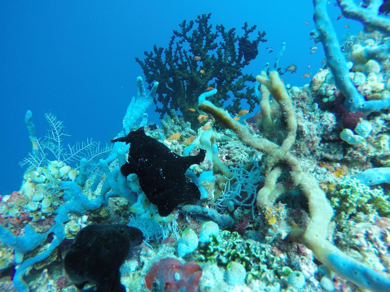 Zeestar Inn Maafushi Exteriör bild